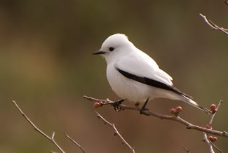 Witte monjita - Xolmis irupero Witte monjita - Xolmis irupero